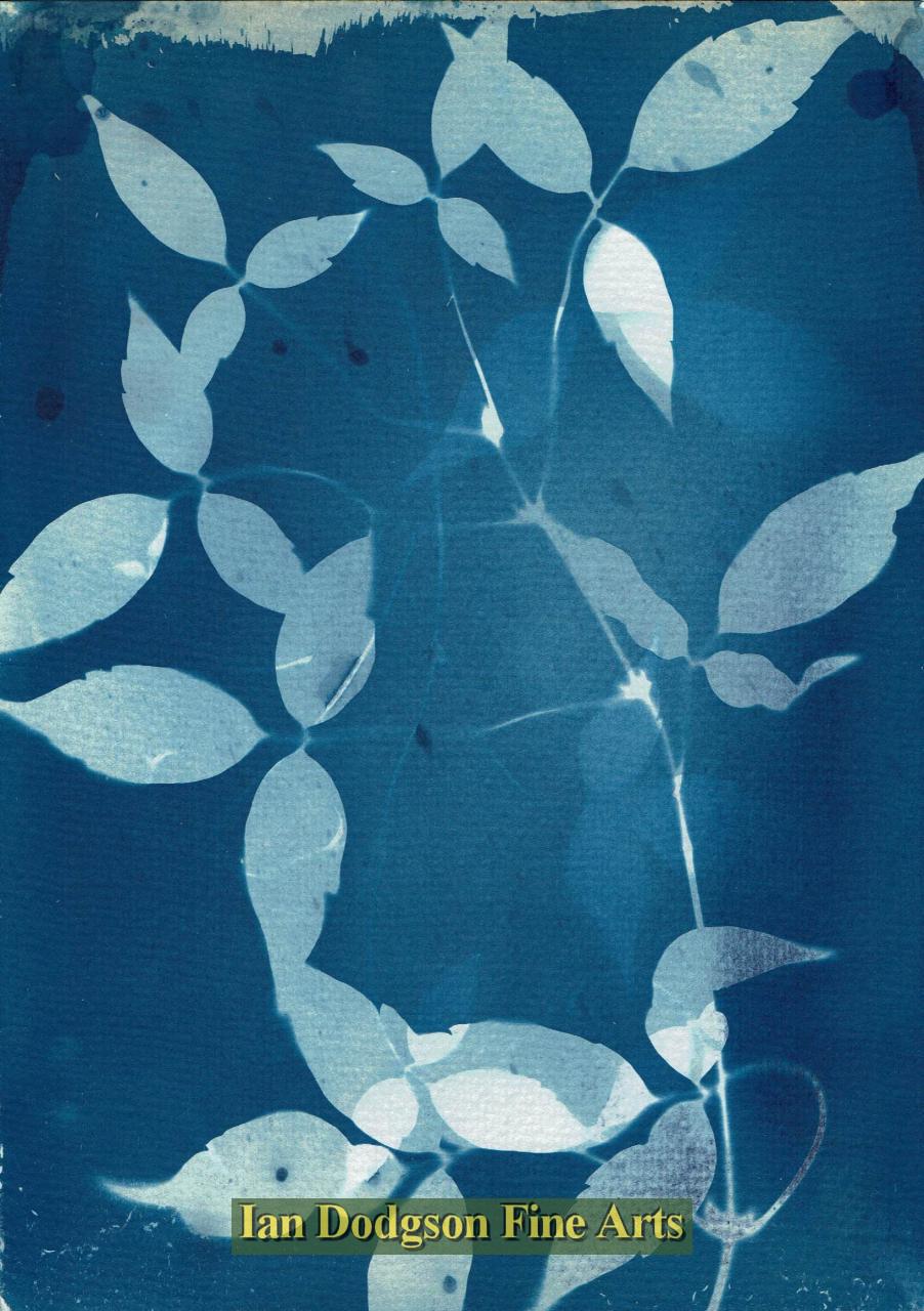 Garden Plants No1 by Gill Hughes