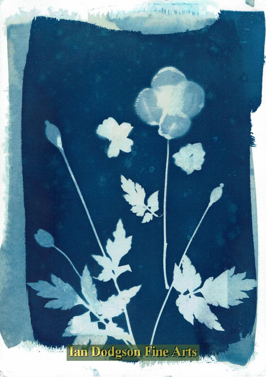 Garden Plants No2 by Gill Hughes