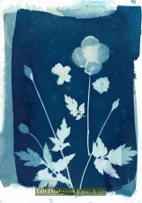 Garden Plants No2 by Gill Hughes