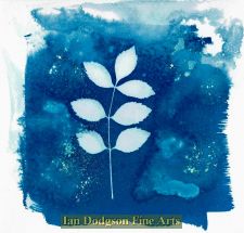 Leaf by Gill Hughes